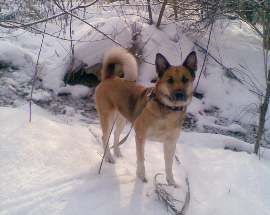 Лайка дворняжка
