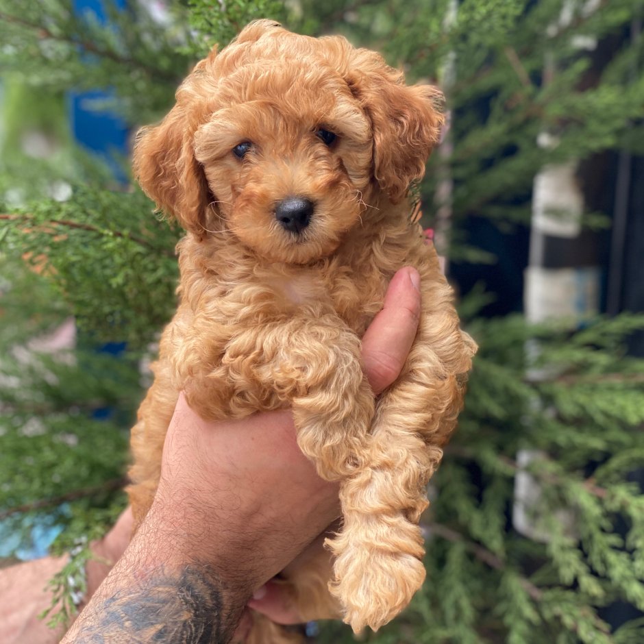 Apricot Toy Poodle