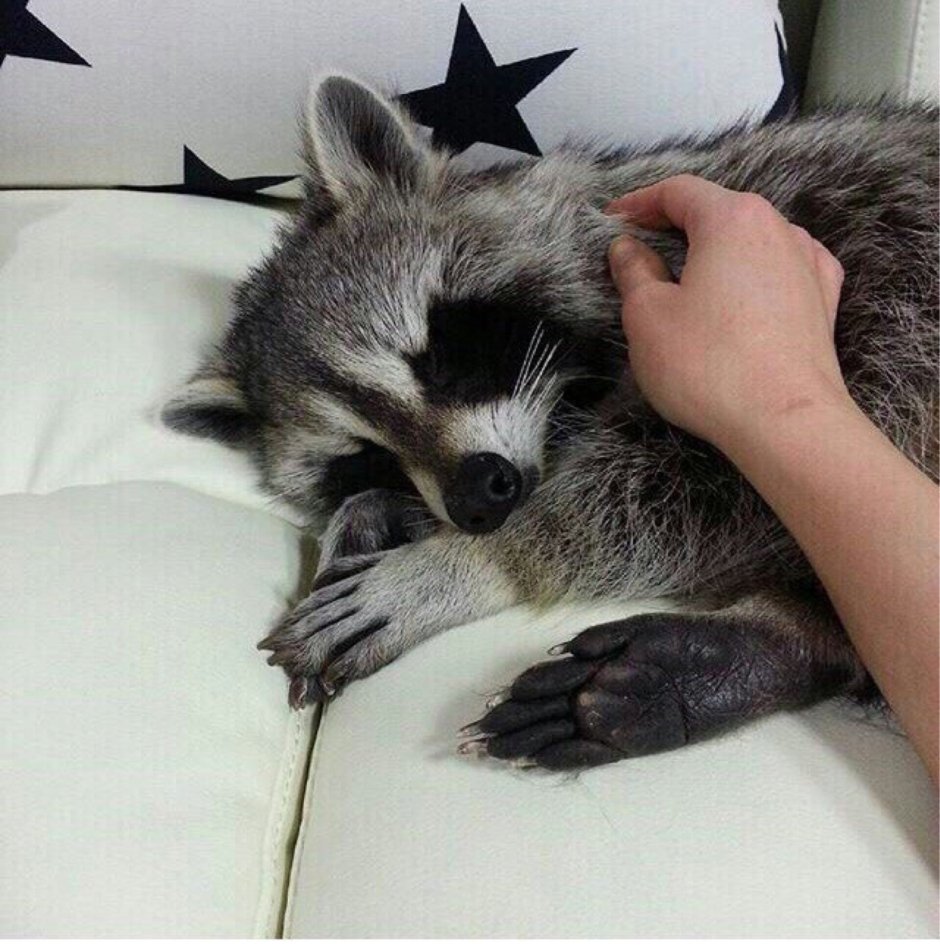 Енот спит