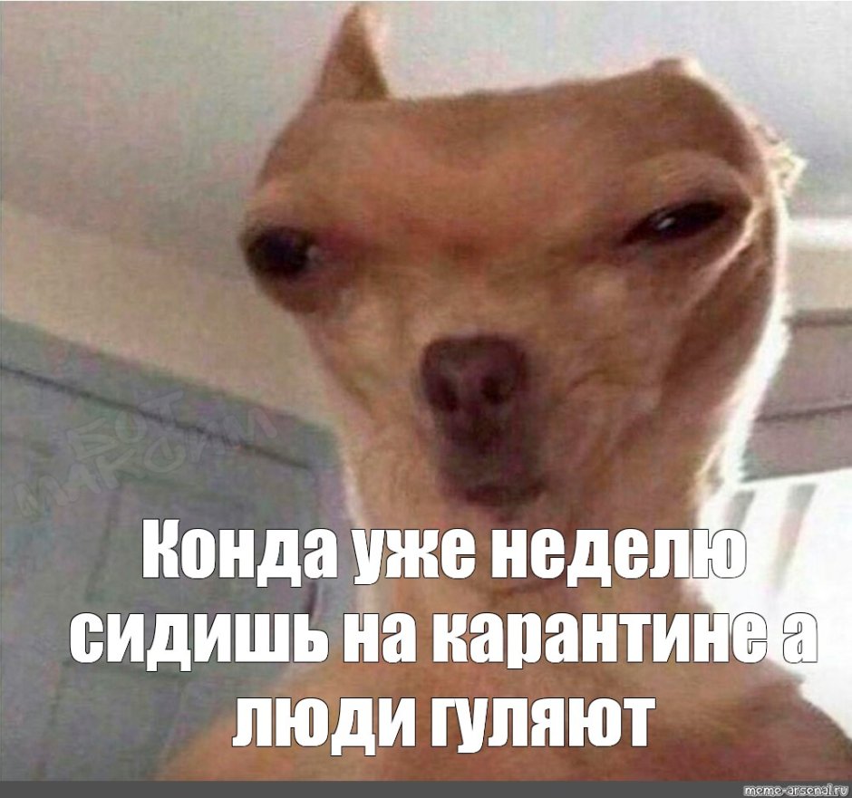 Собака Мем