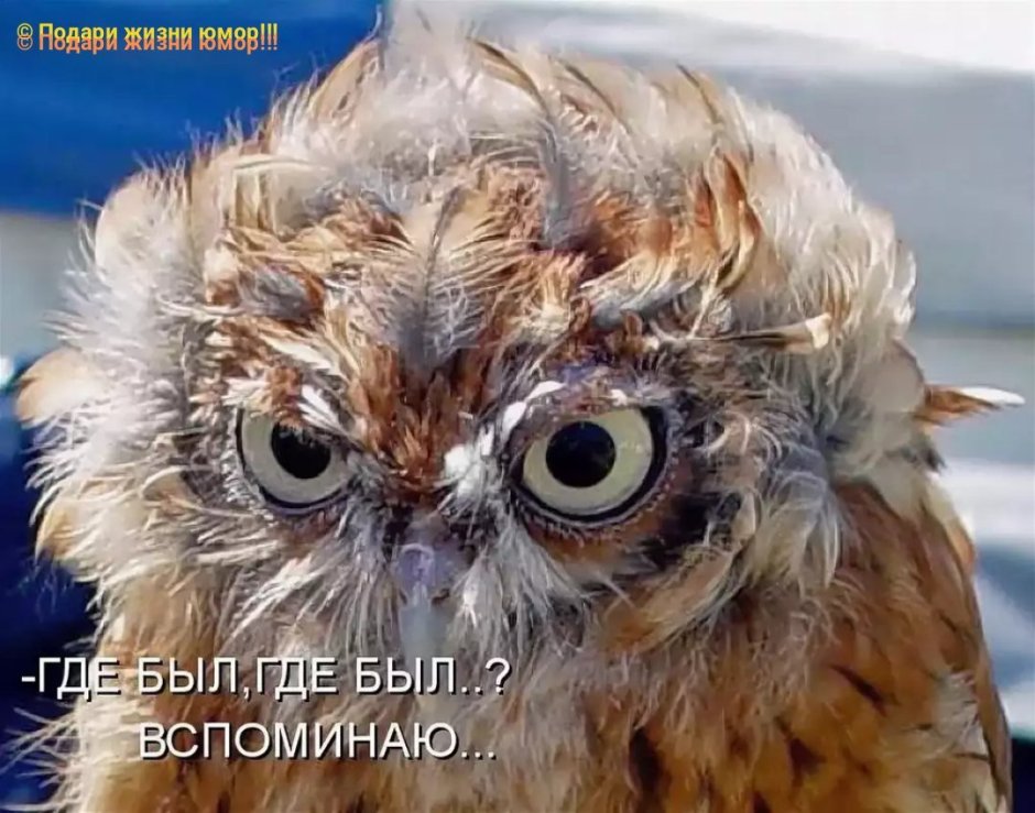 Сова сипуха голова