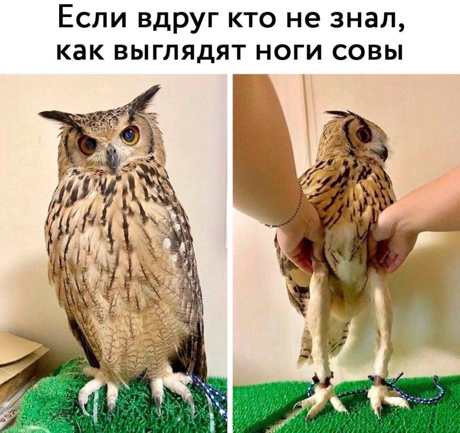 Кроличий Сыч охотится