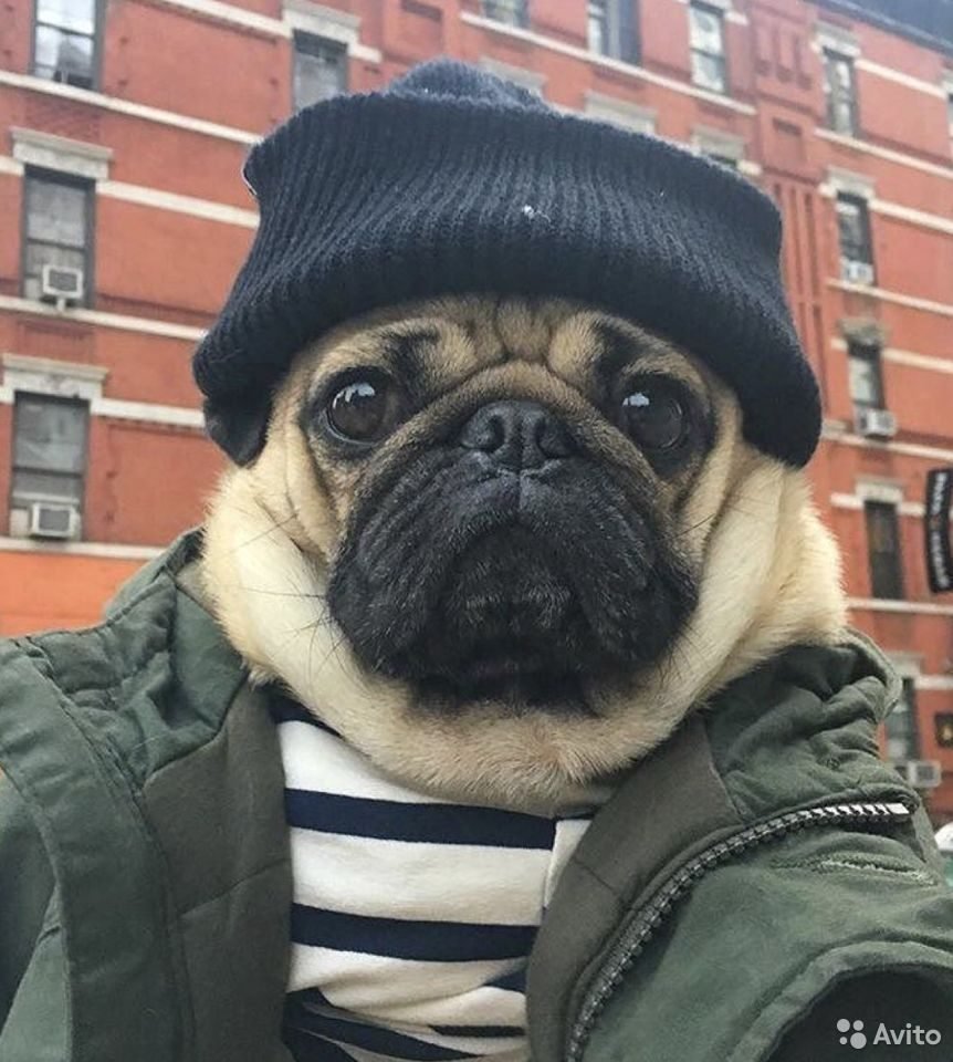 Мопс Кузьмич