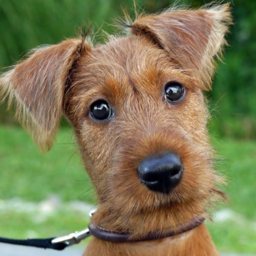 Ирландский терьер