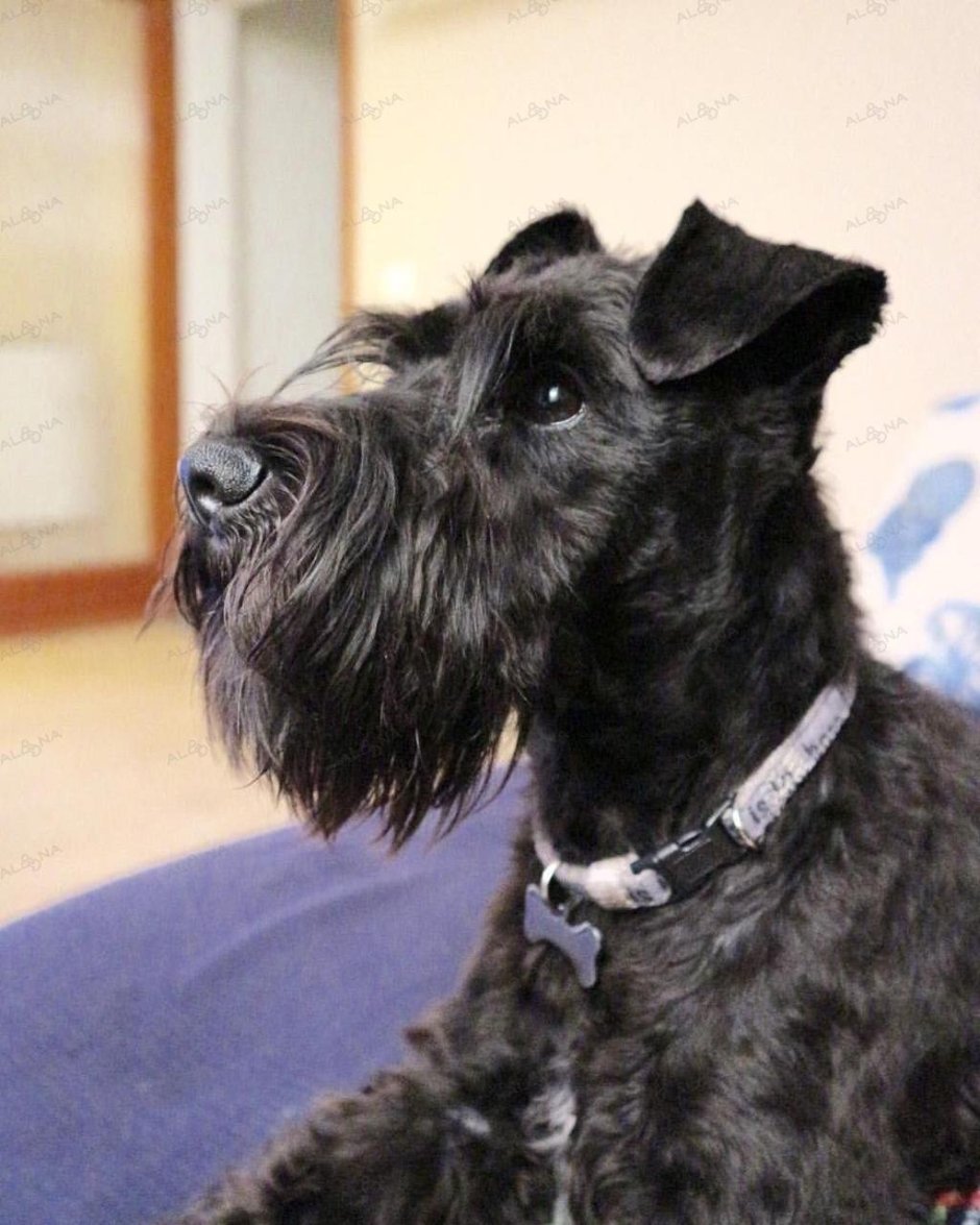 Ризеншнауцер и Миттельшнауцер