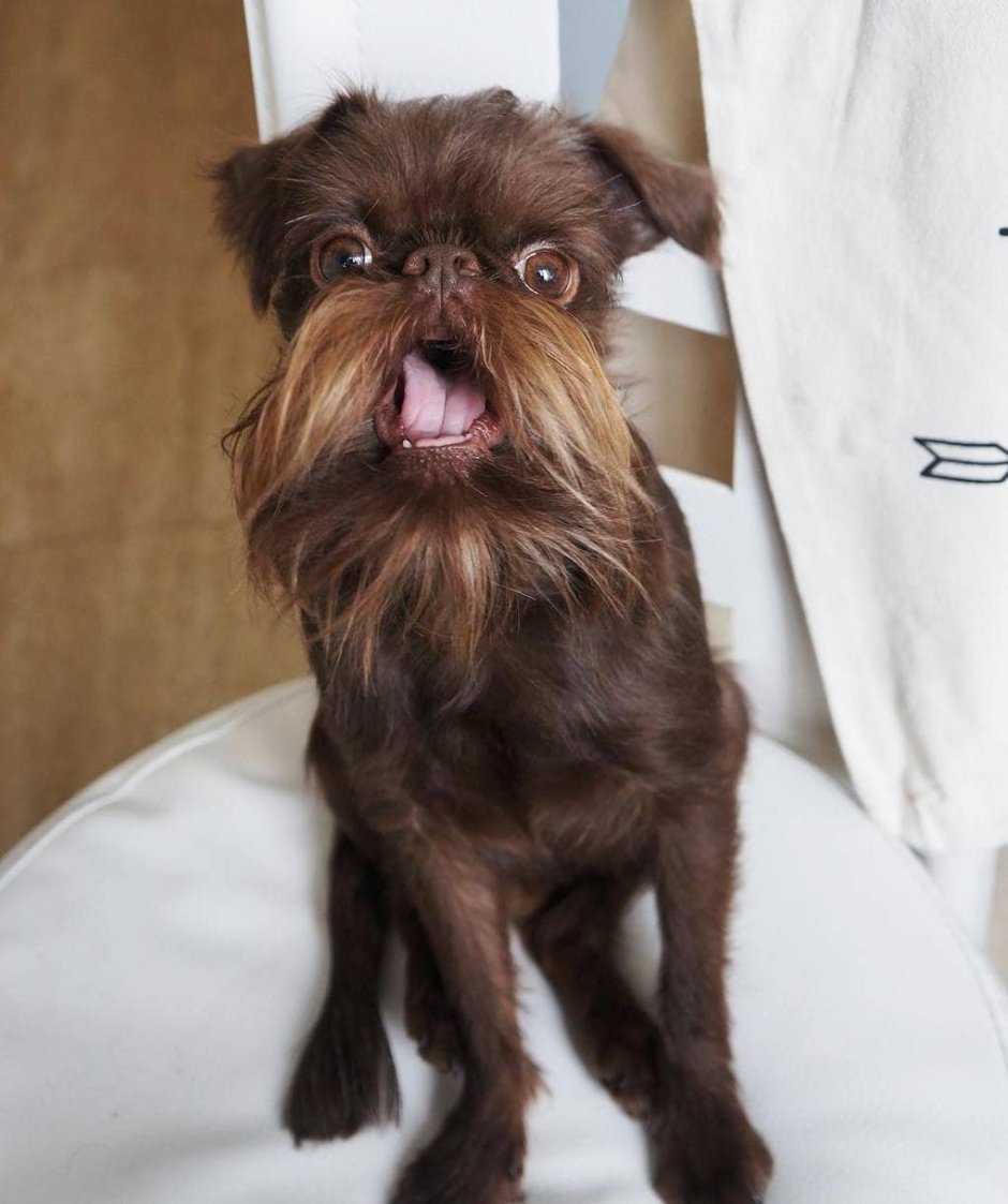 Брюссельский гриффон с бородой