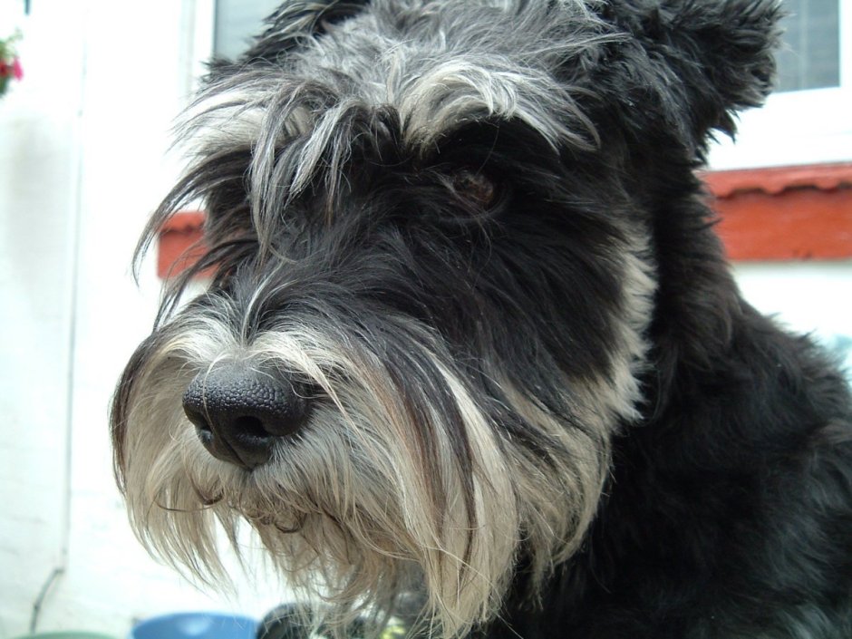 Терьер бородатик