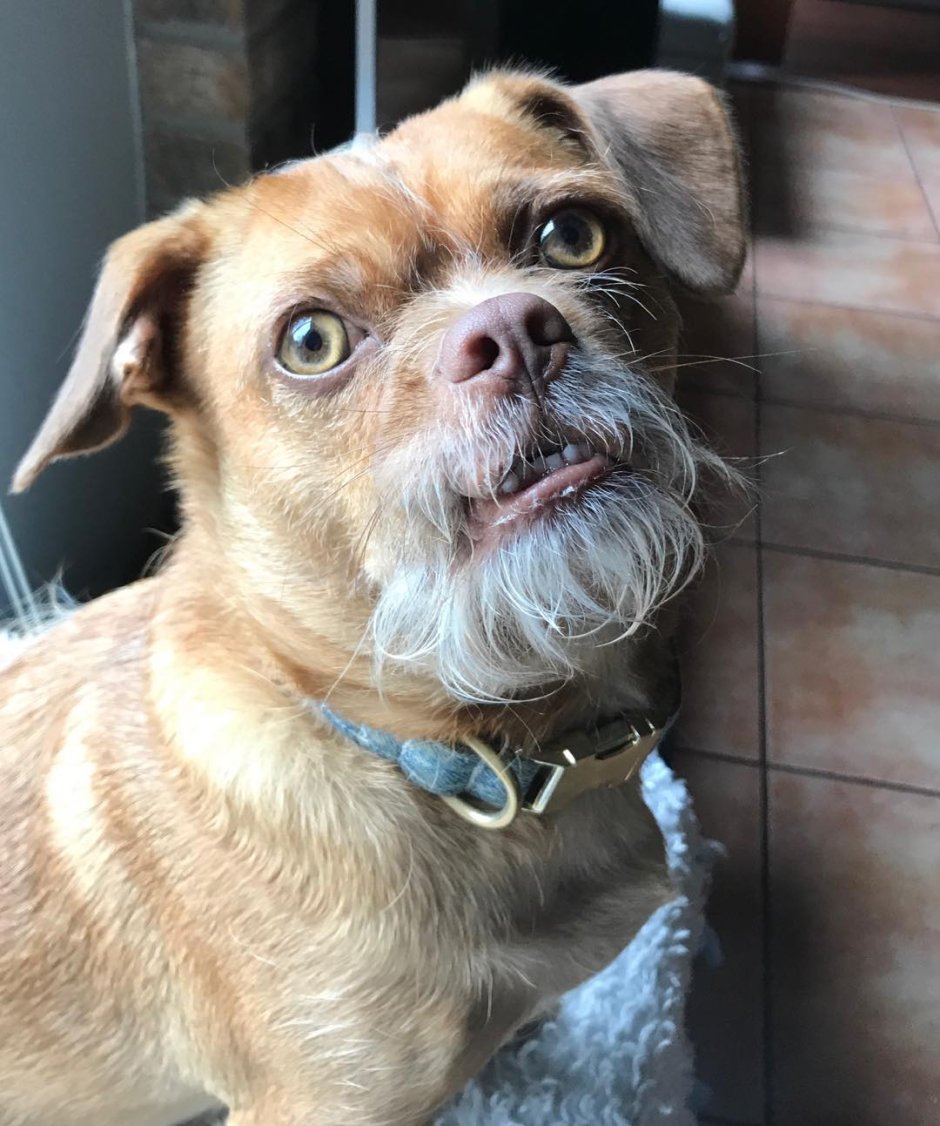 Собака с бакенбардами