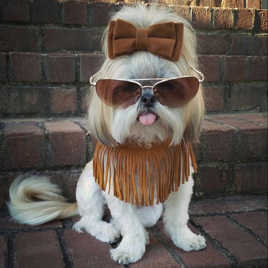 Модные собачки в очках