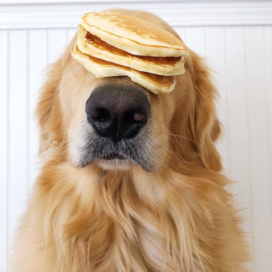 Pinterest собаки