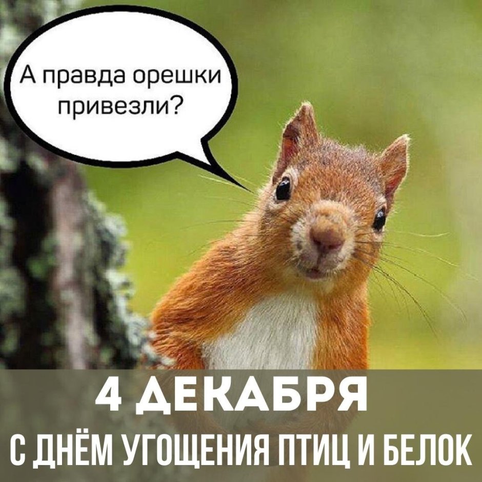 Белка осенью