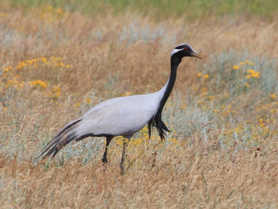 Красавка anthropoides Virgo (Linnaeus, 1758) семейство Журавлиные — Gruidae