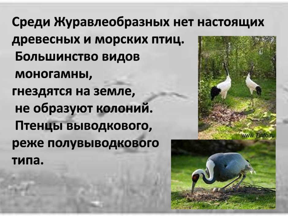 Отряд Журавлеобразные представители
