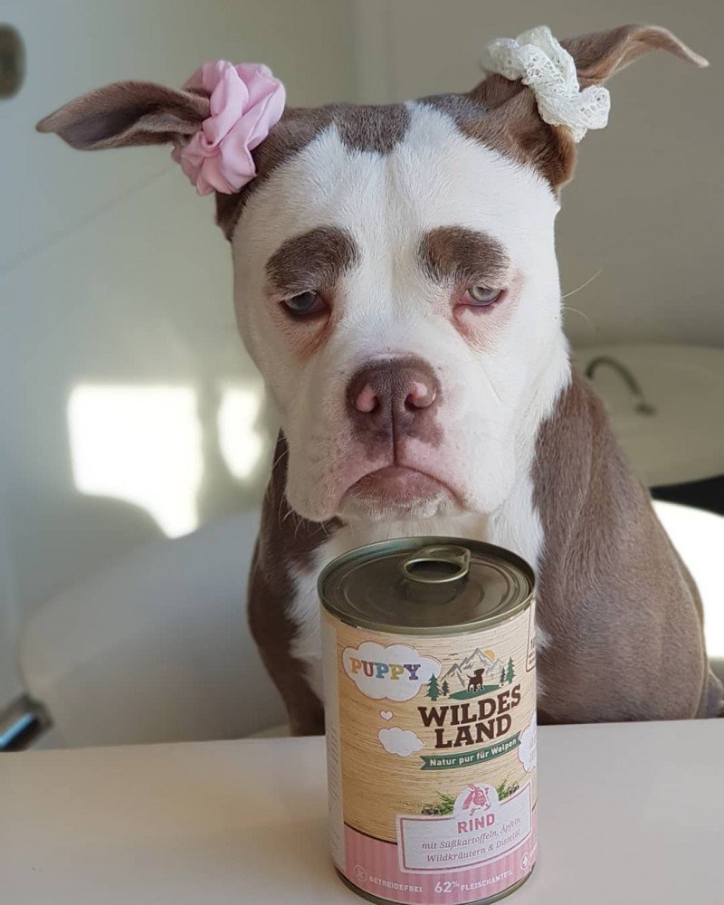 Собака с бровями