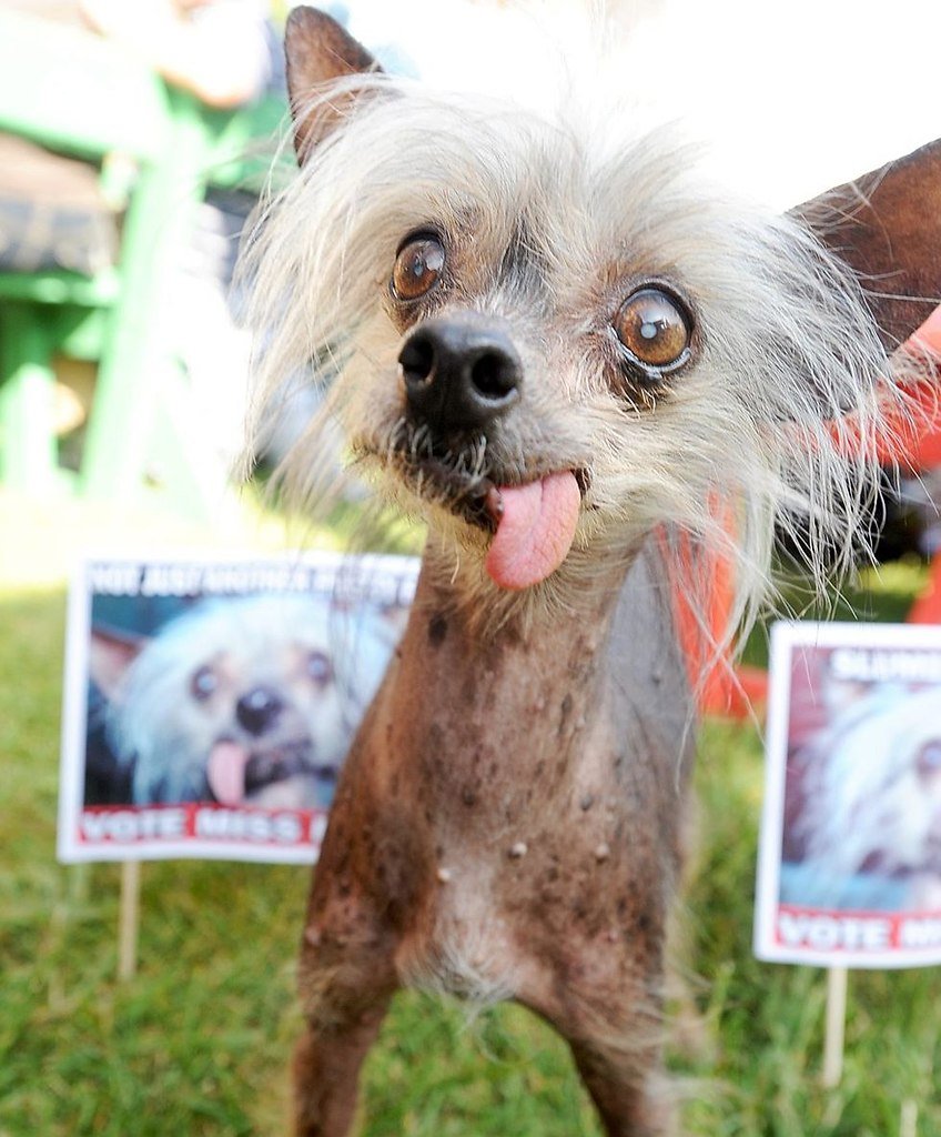 Китайская хохлатая сутулая