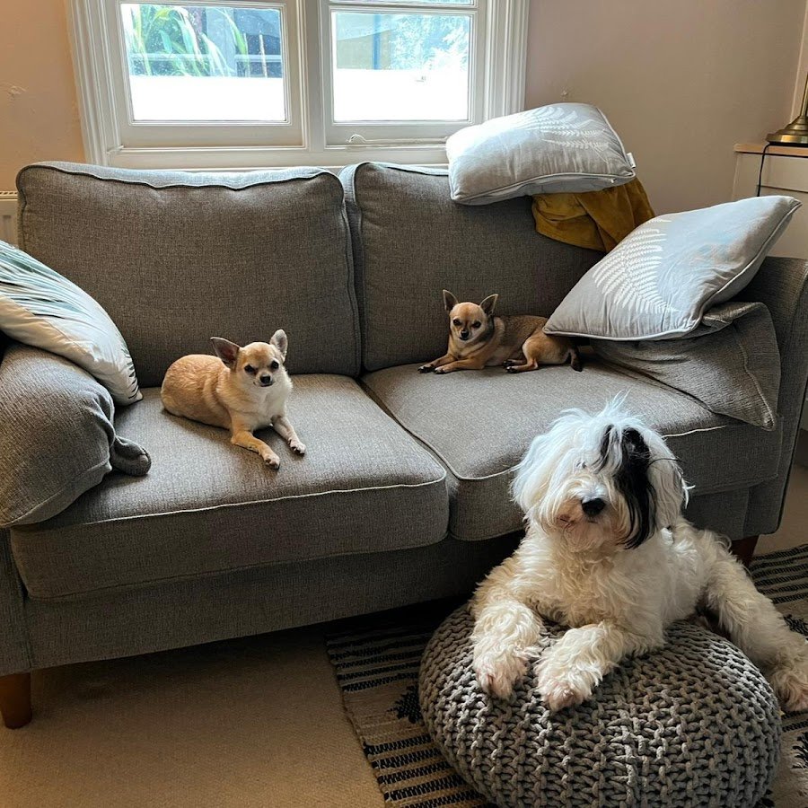 Маленькие милые щенки