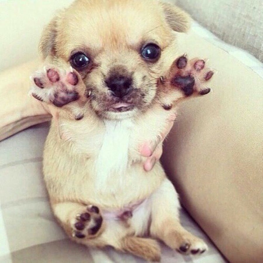 Щенок вельш корги спит