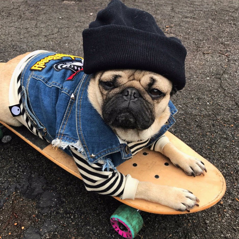 Крутой Мопс