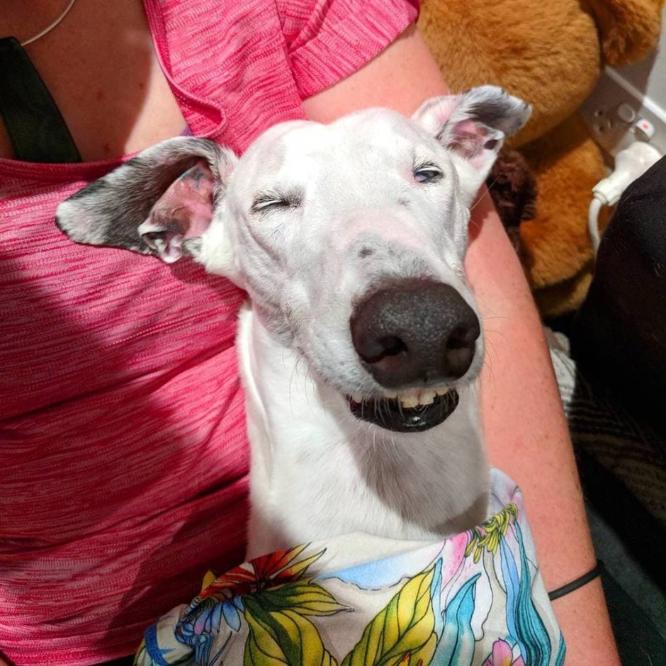 Необычные собаки мира