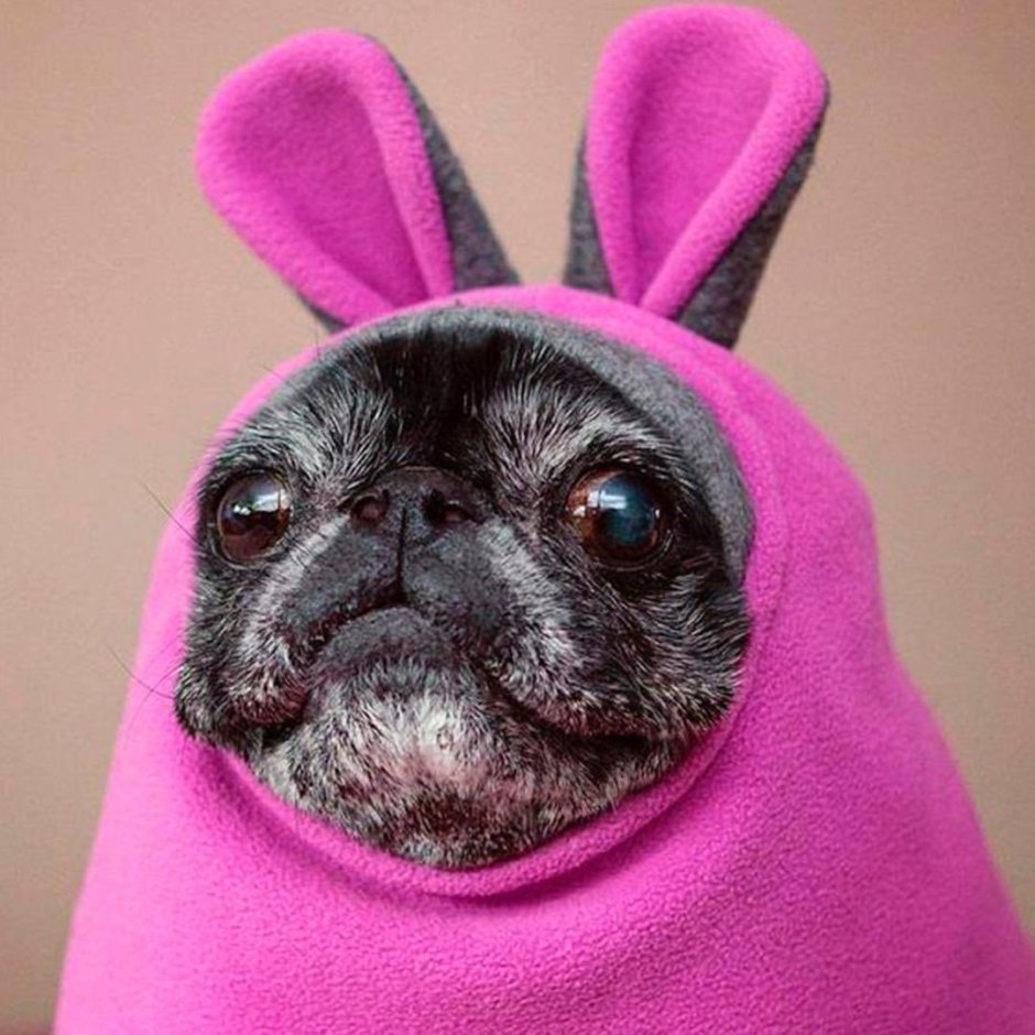 Фиолетовые животные