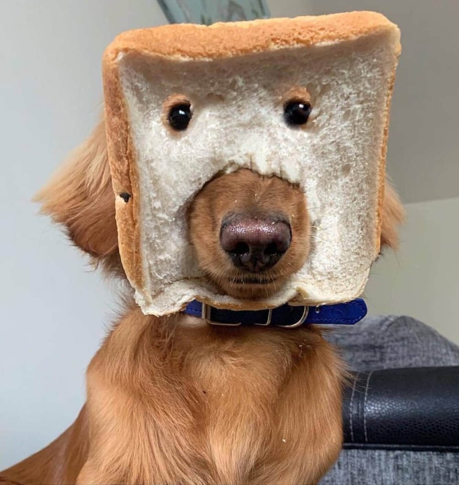 Смешные собаки