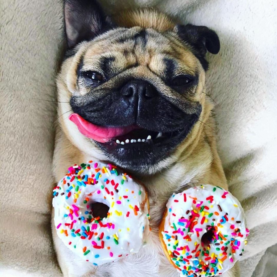 Мопс с пончиком