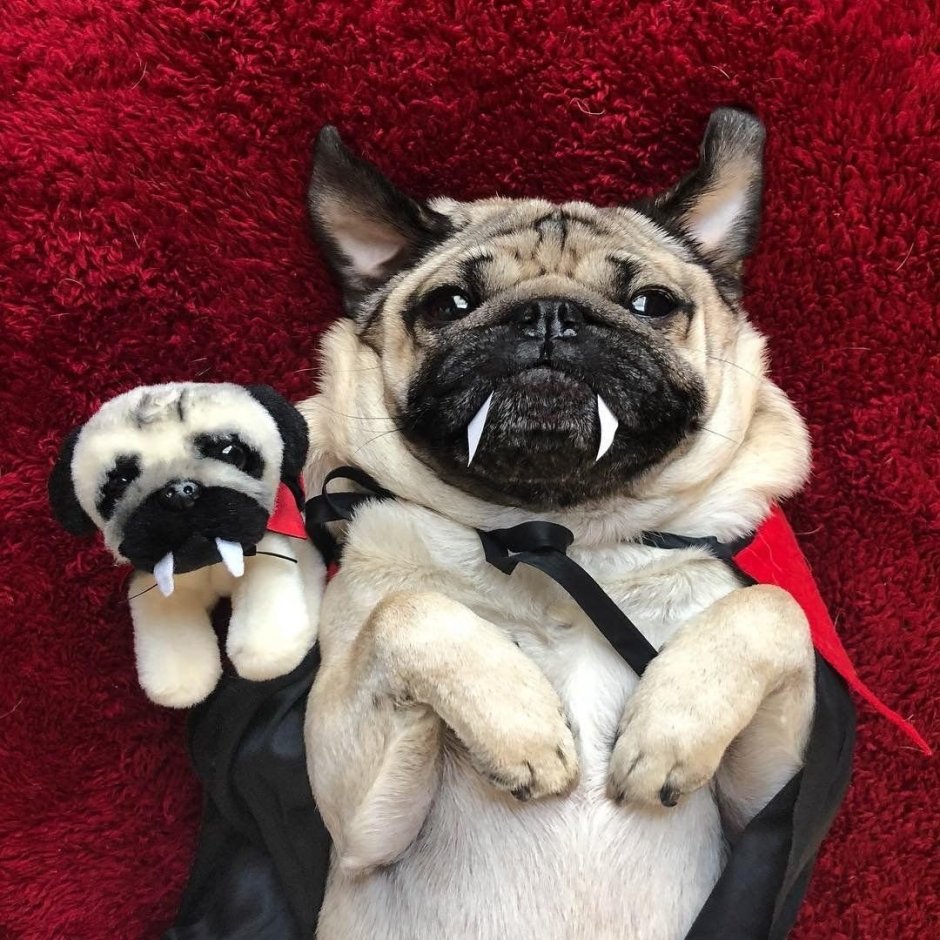 Мопс АМОГУС