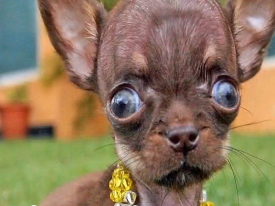 Чихуахуа Милли