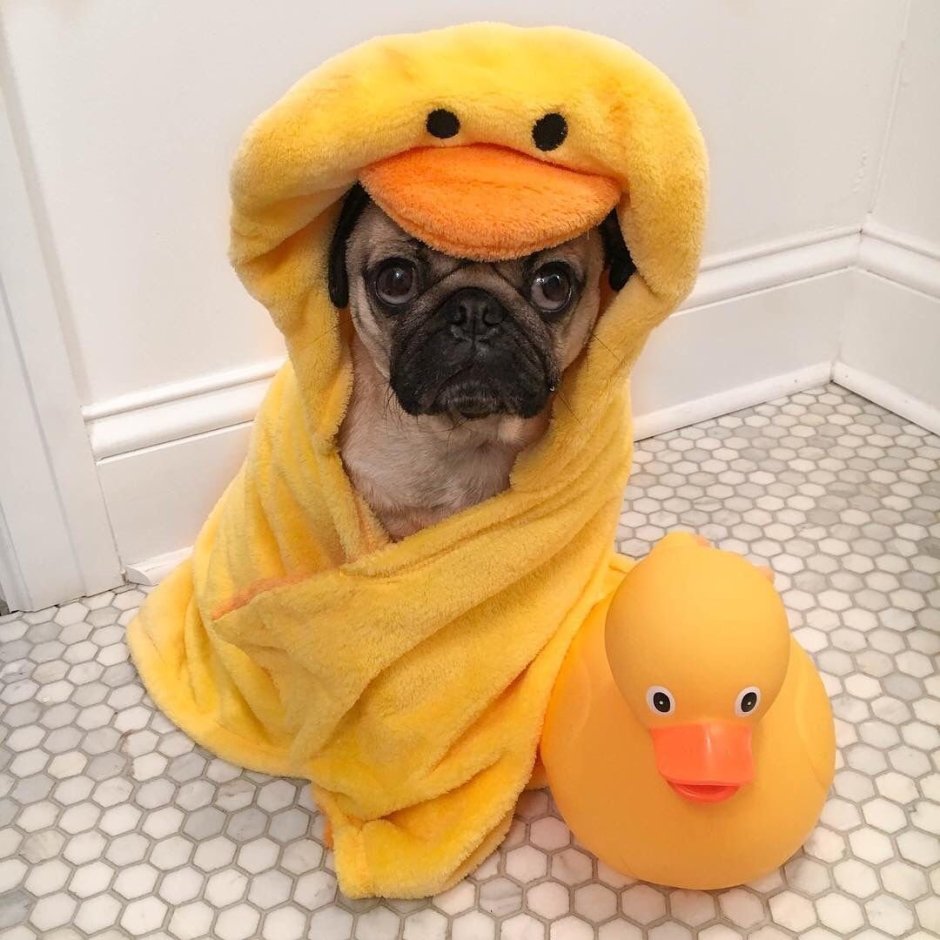 Желтая собака