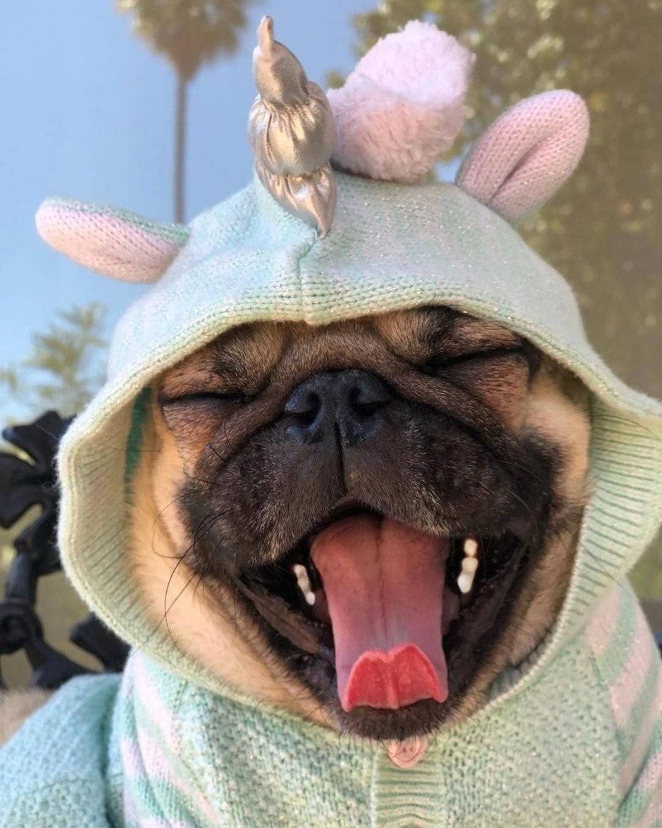 Улыбки животных смешные