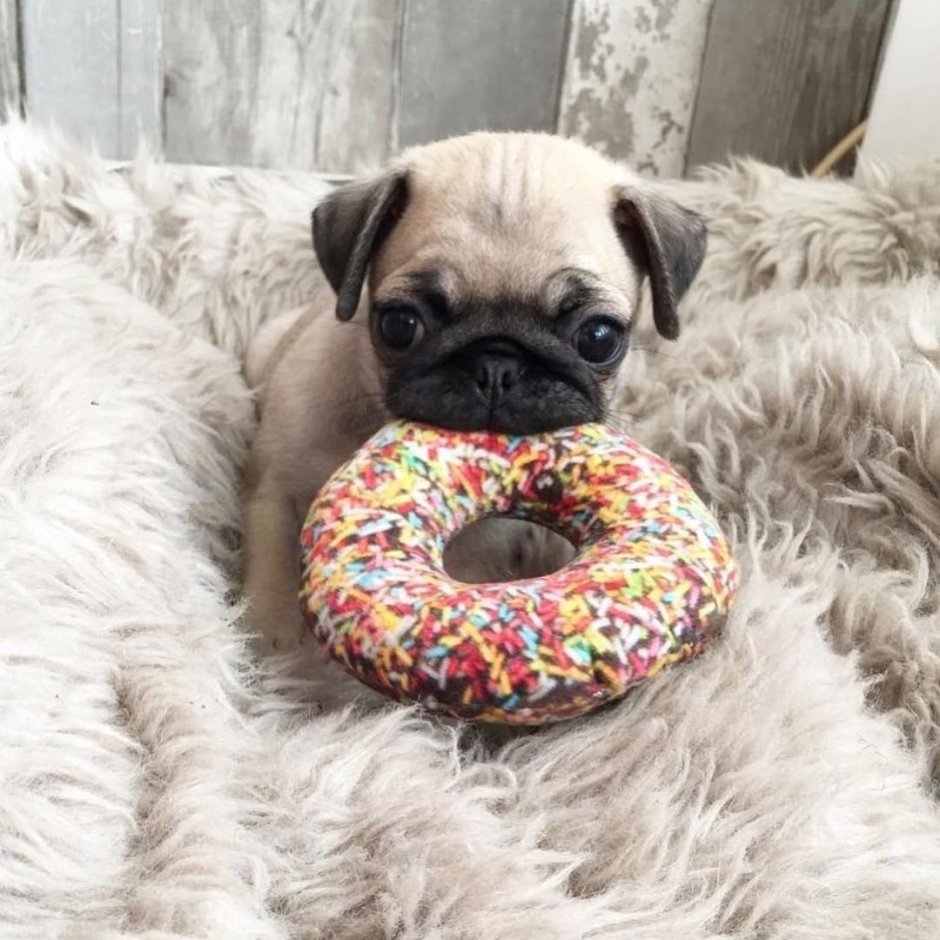 Мопс с пончиком