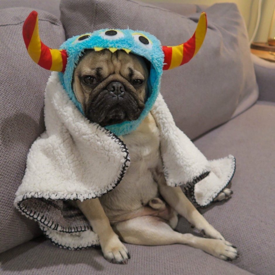 Забавные мопсы