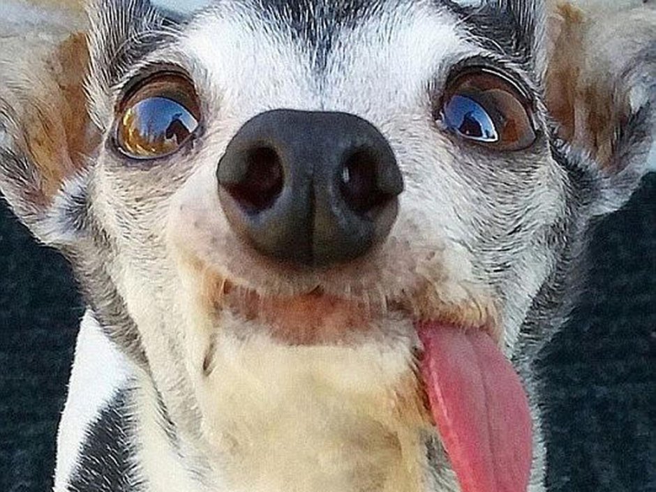 Смешная собака с языком