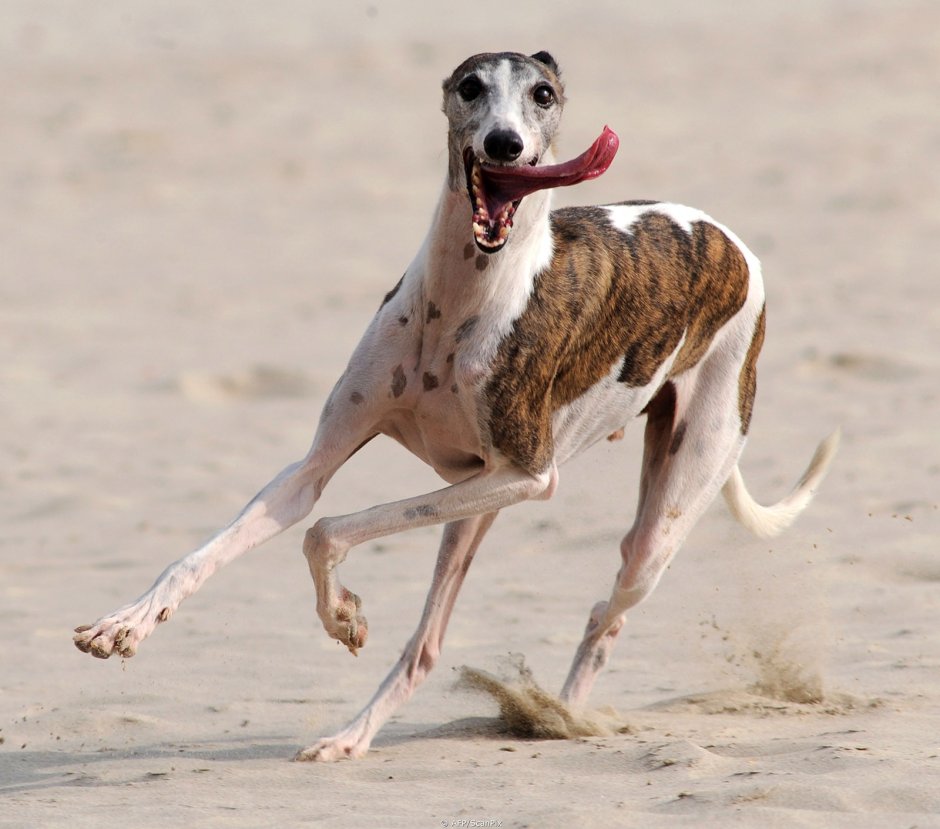 Английская борзая Уиппет