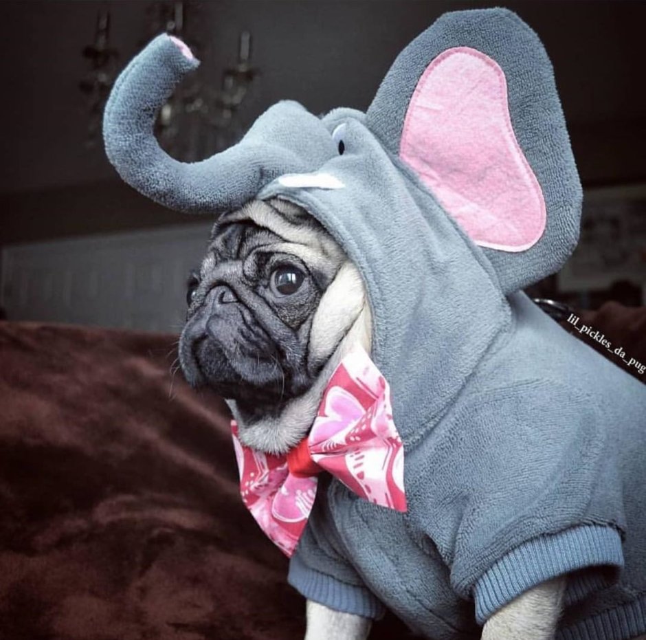 Костюм слона для собаки