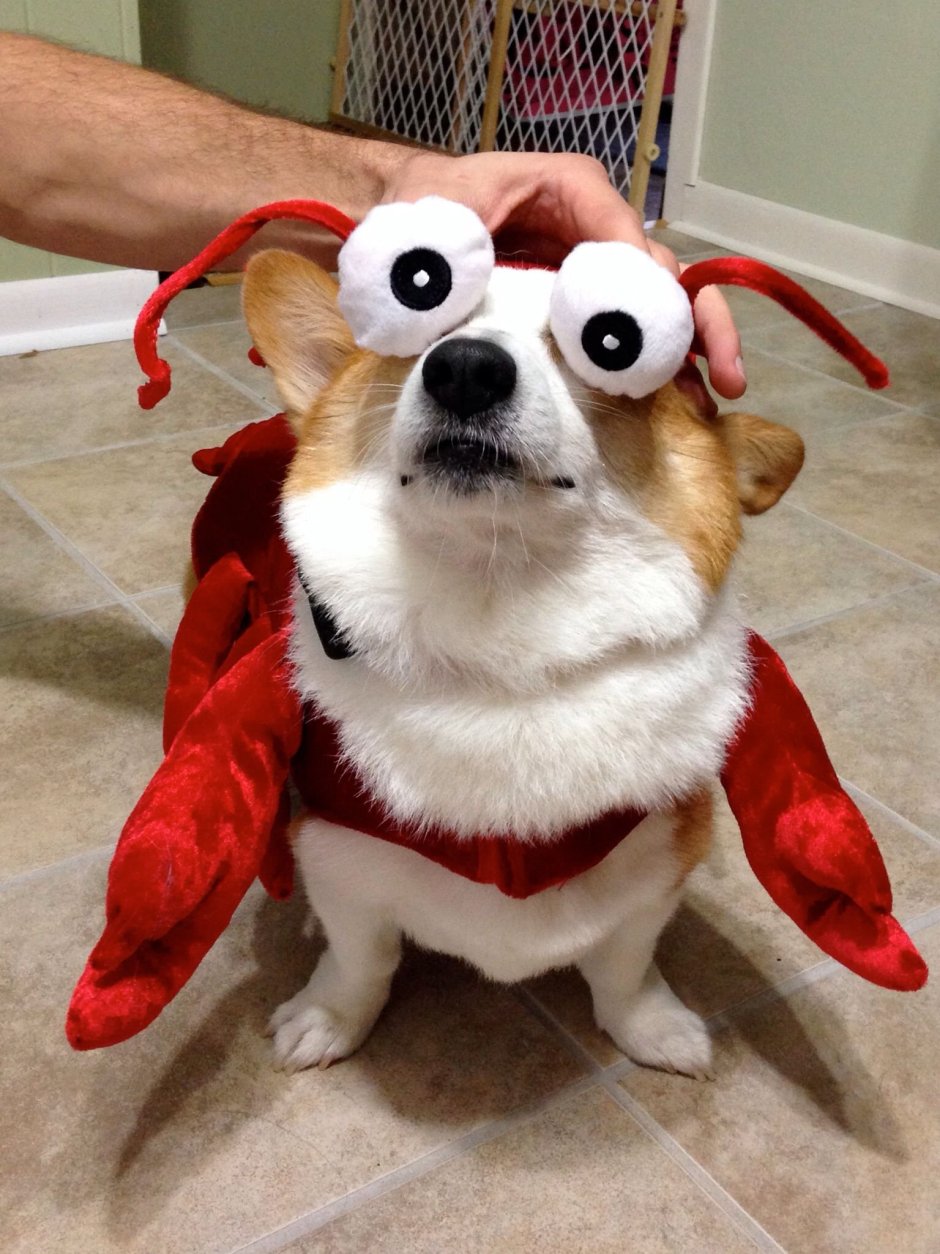 Прикольные корги