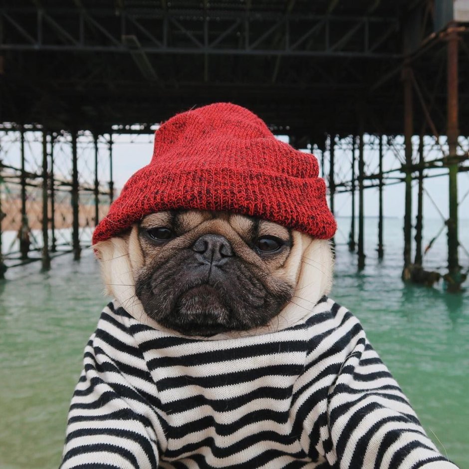 Мопс в шапочке