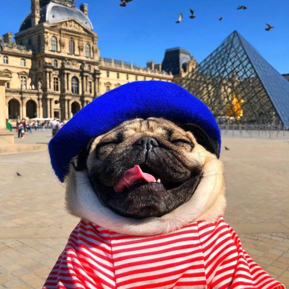 Мопс путешественник