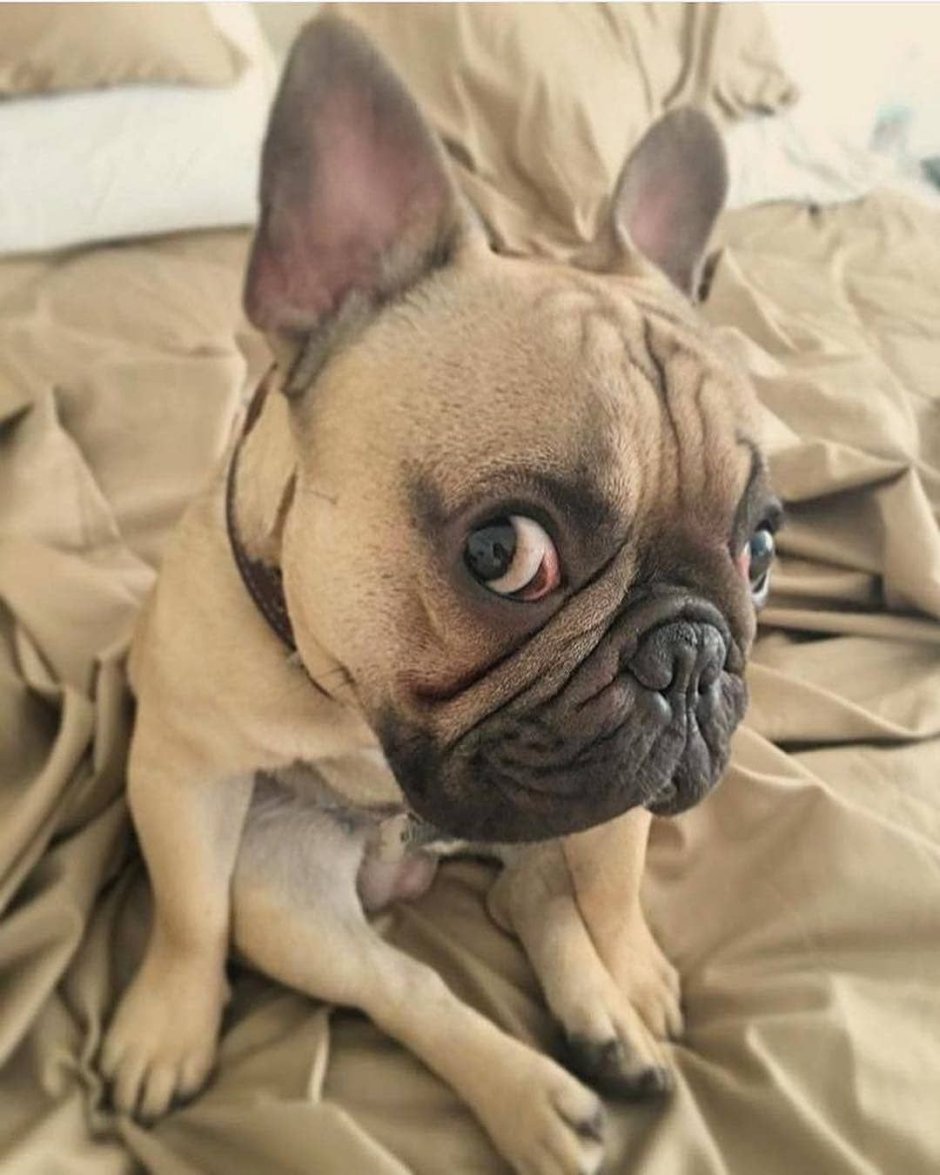 Чудная собака