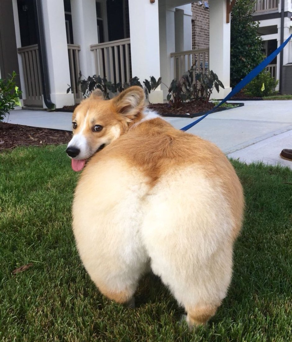 Корги жеппа