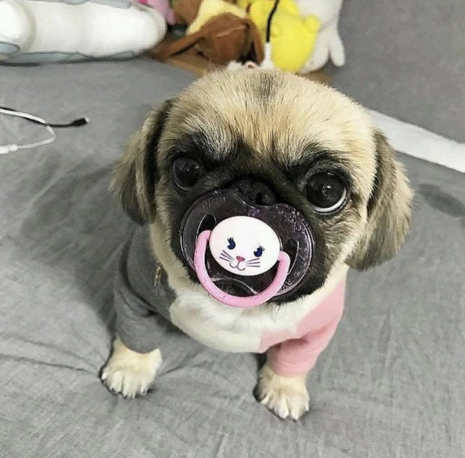 Собачка мопсик маленький