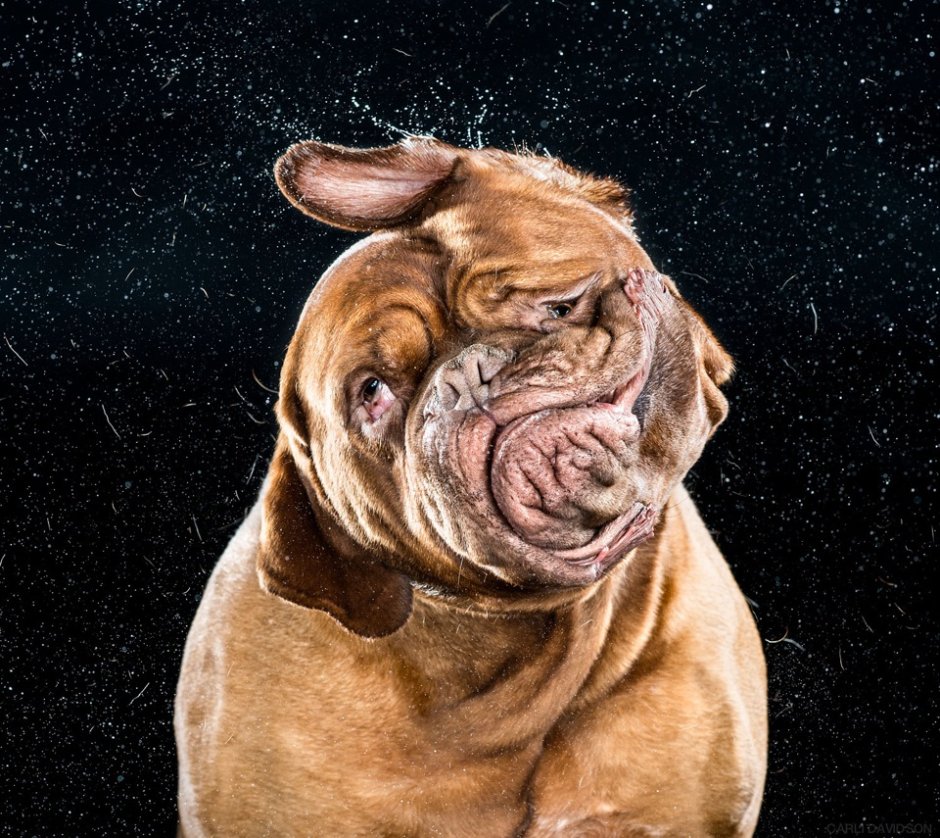 Бордосский дог злой