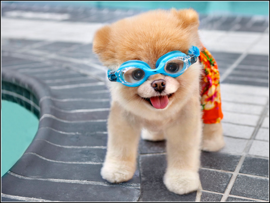 Милая собачка в очках