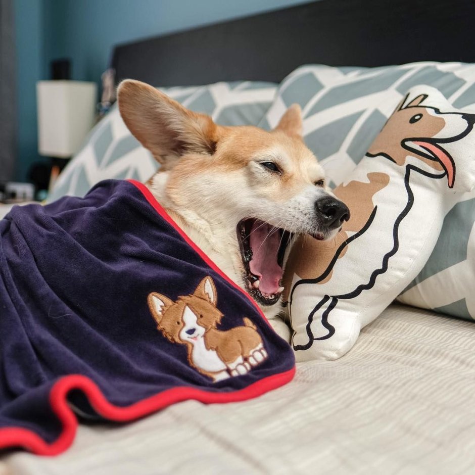 Милые собачки в костюмах