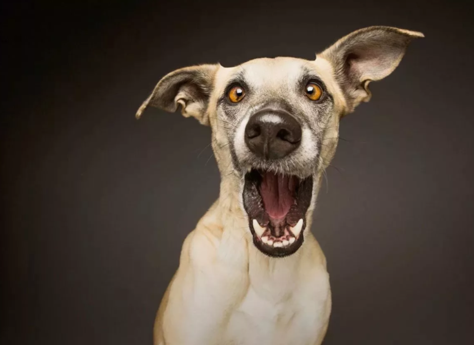 Elke Vogelsang собаки