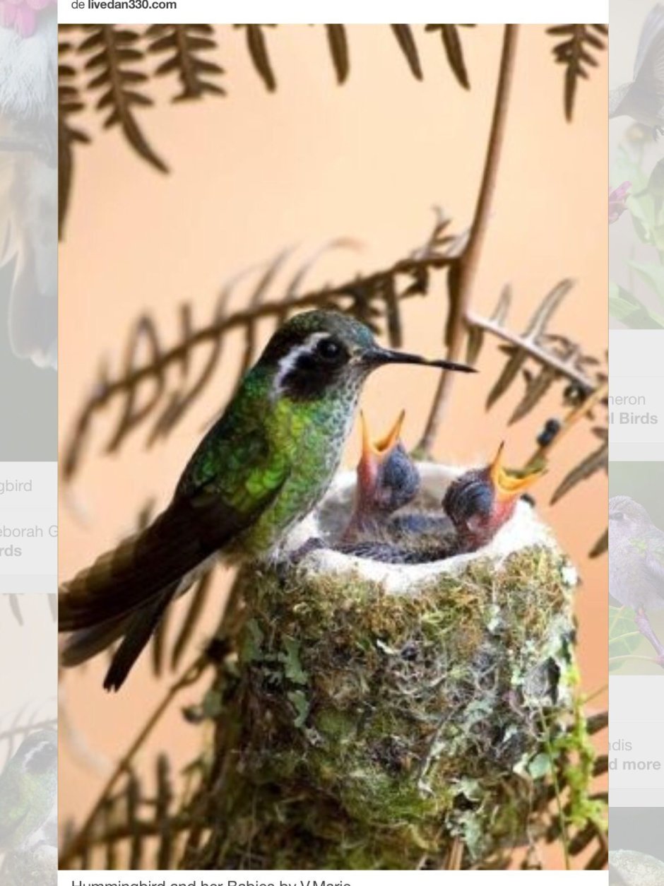Hummingbird Nest