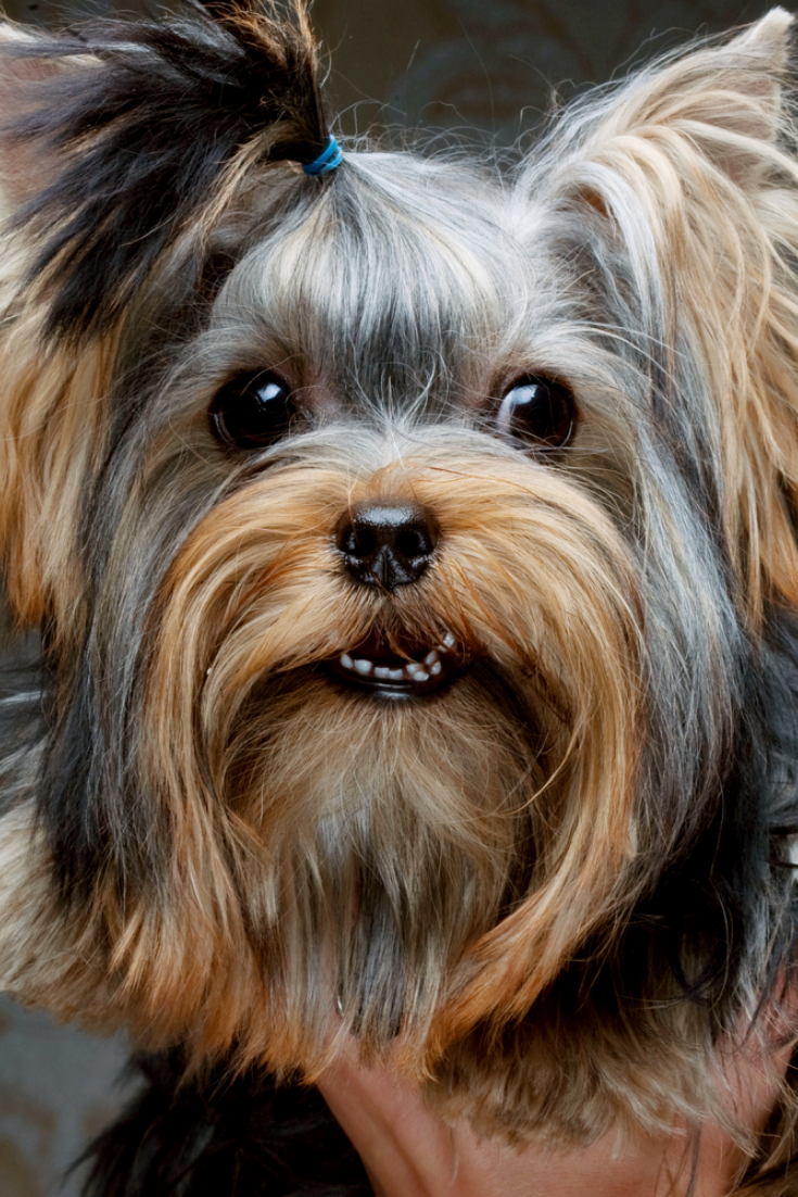 Йоркширский терьер Эстетика