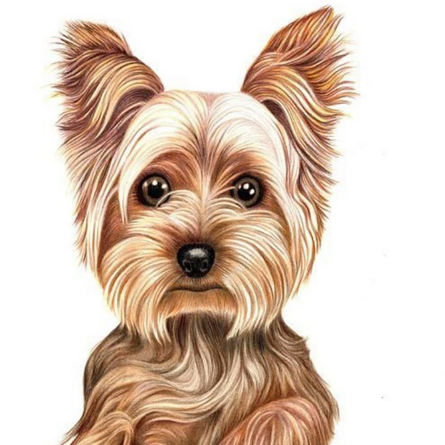 Йоркширский терьер