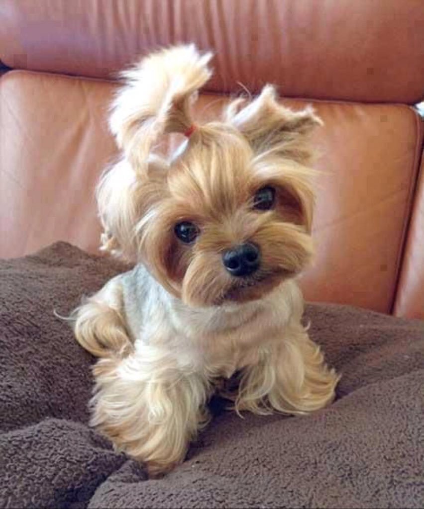 Злые Ёрки терьер