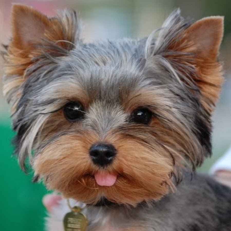 Счастливый Йоркширский терьер